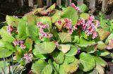 Bergenia crassifolia