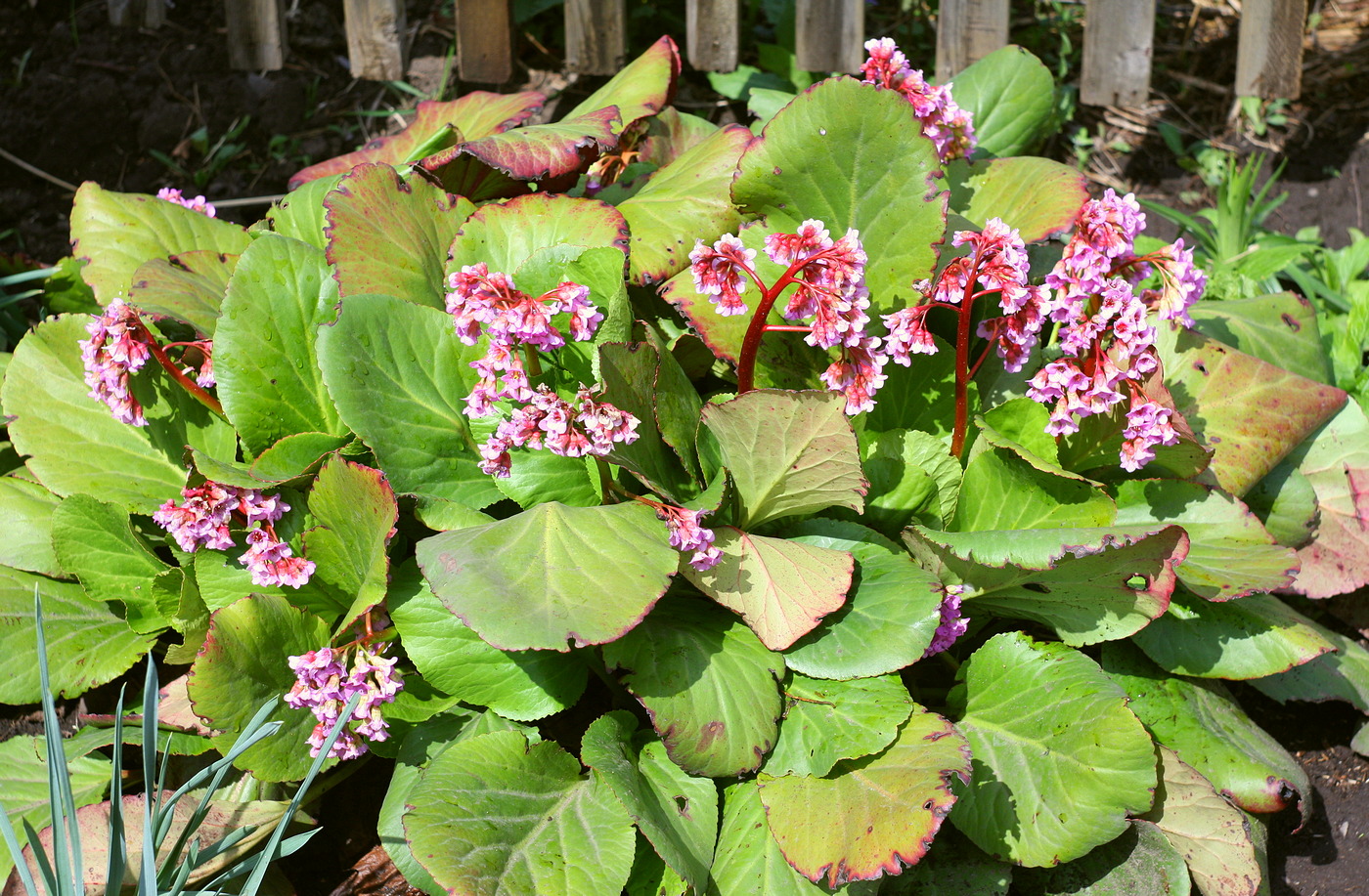 Image of Bergenia crassifolia specimen.