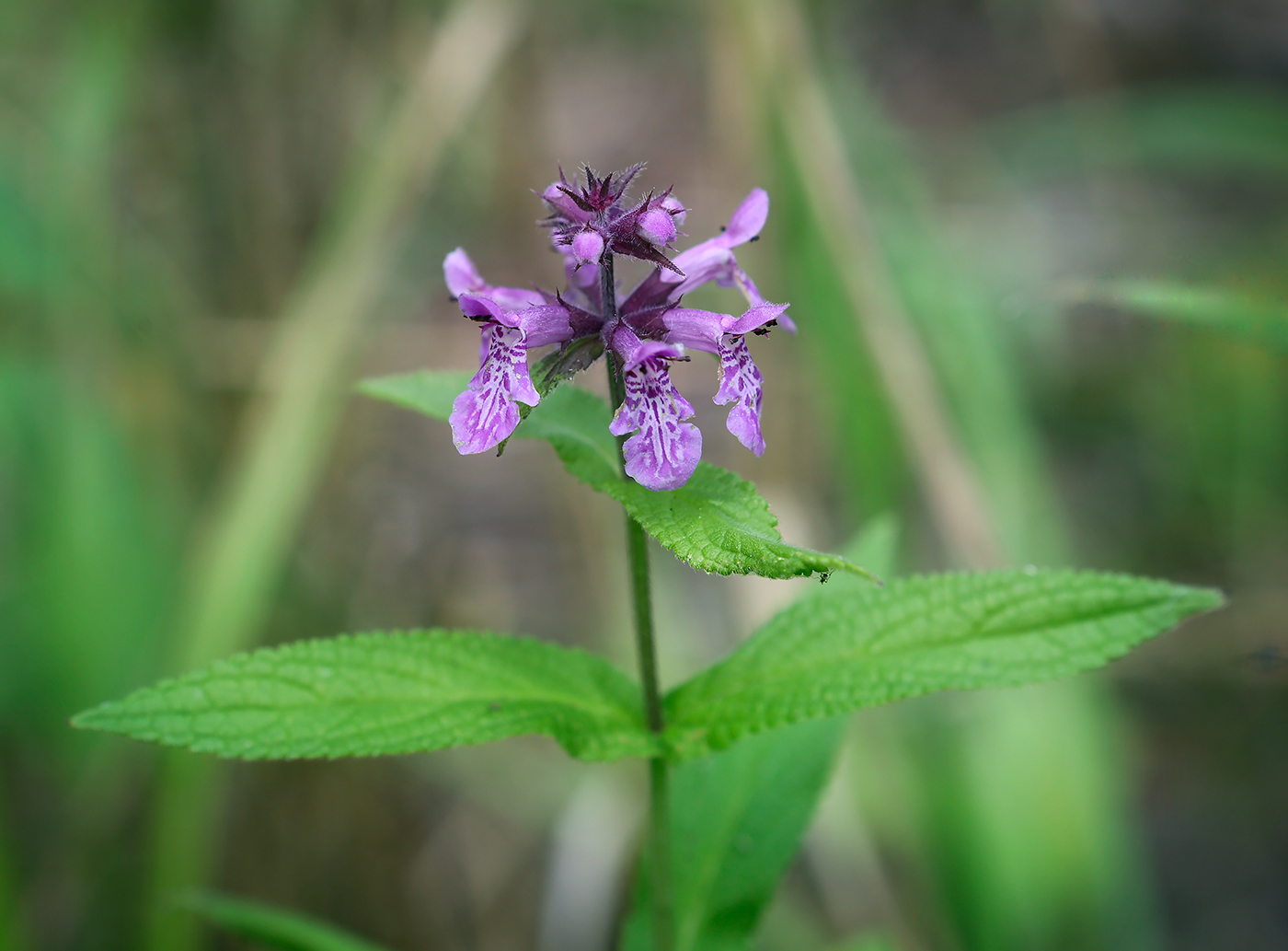 Изображение особи Stachys palustris.