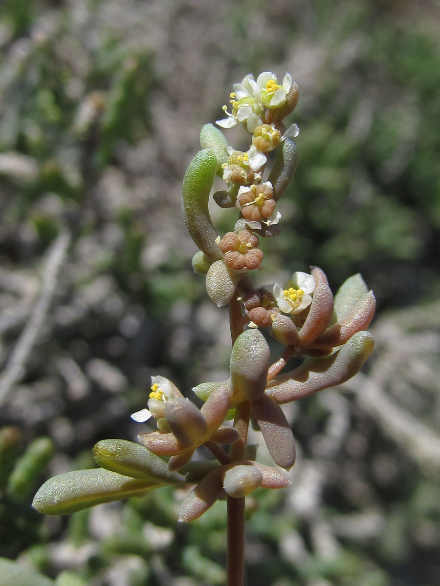 Image of Tetradiclis tenella specimen.