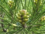 Pinus eldarica. Верхушка побега с микростробилами. Дагестан, окр. г. Дербент, бор. 23.04.2019.