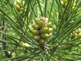 Pinus eldarica