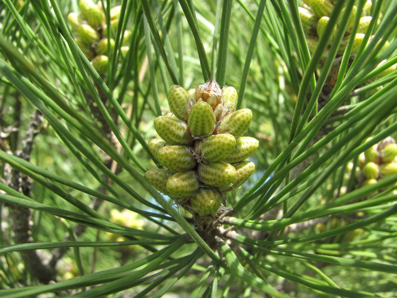 Изображение особи Pinus eldarica.