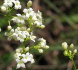 Galium hexanarium. Часть соцветия. Татарстан, г. Бавлы, остепнённый склон. 15.06.2010.