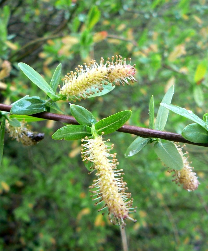 Image of Salix purpurea specimen.