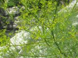 Bilacunaria microcarpos