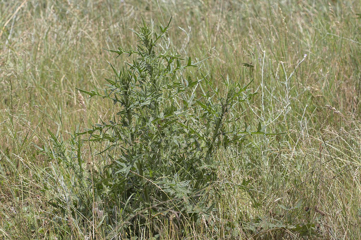 Изображение особи Cirsium serrulatum.