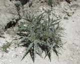 Cirsium argillosum