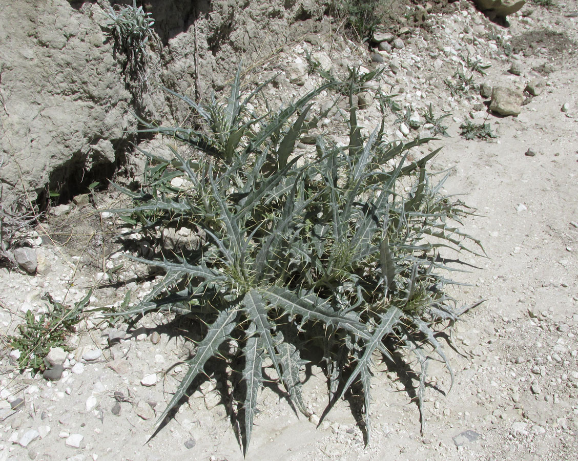 Изображение особи Cirsium argillosum.