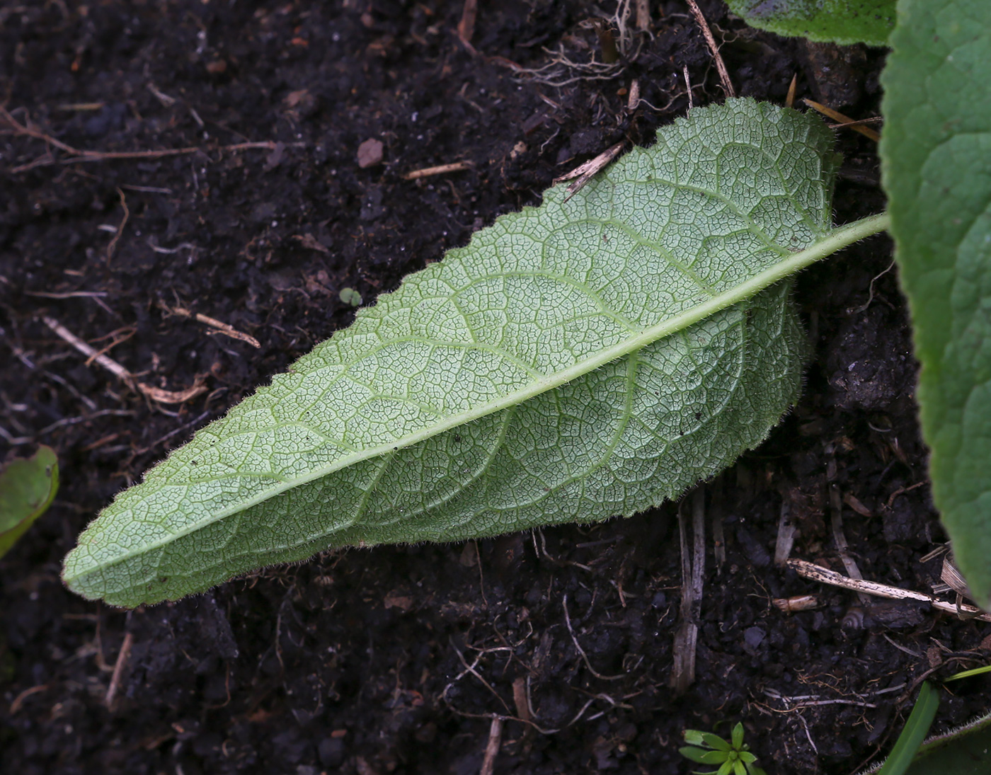 Изображение особи Campanula glomerata.