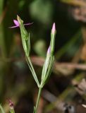 Centaurium tenuiflorum