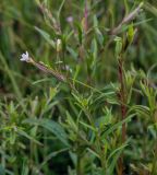 Epilobium palustre