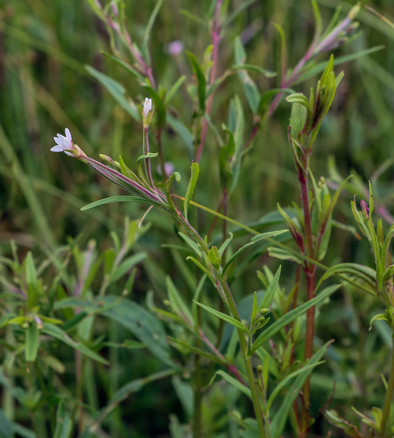 Изображение особи Epilobium palustre.