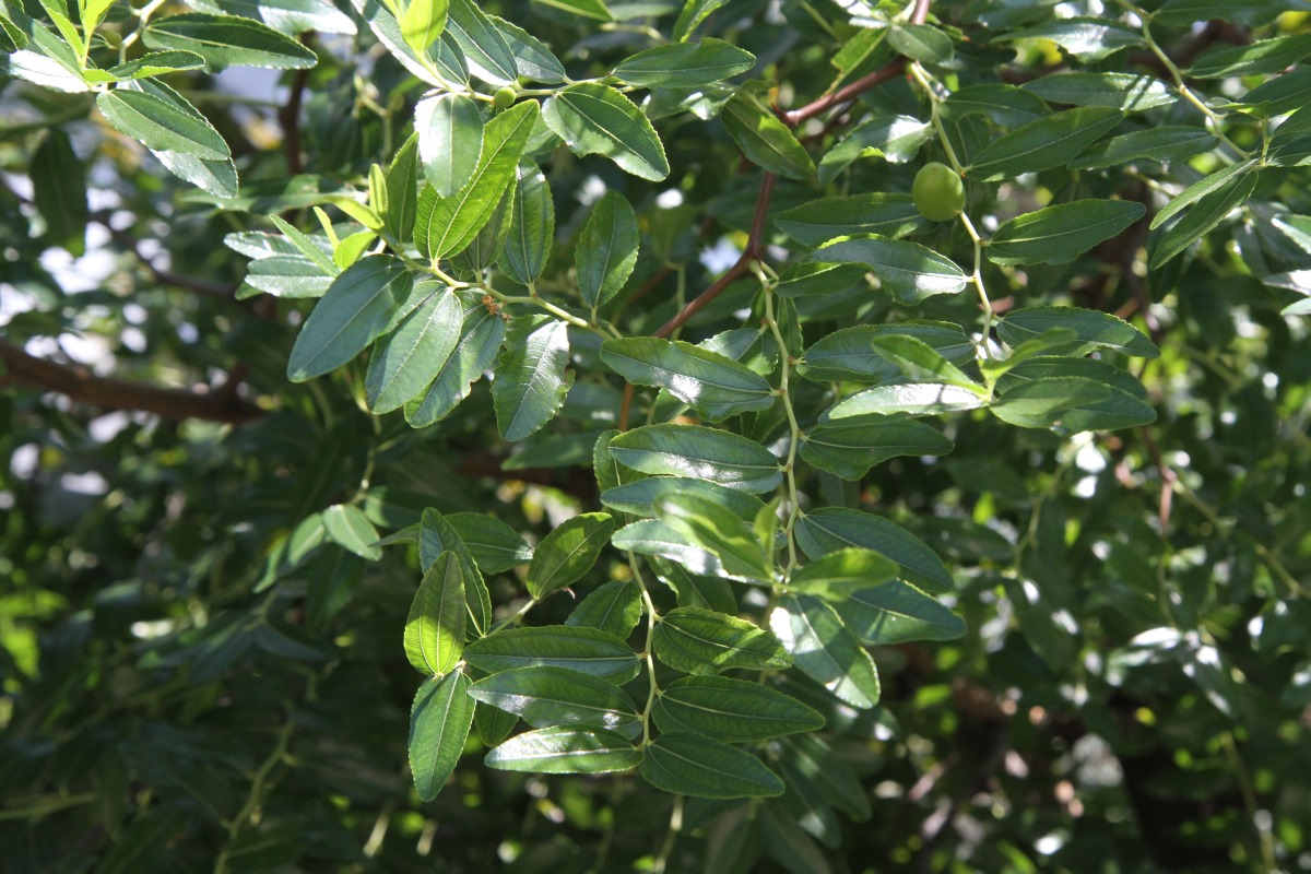 Image of Ziziphus jujuba specimen.