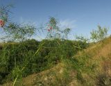 Asparagus verticillatus. Верхушка плодоносящего растения. Украина, Луганская обл., Лутугинский р-н, с. Знаменка, балка Знаменский яр, меловой склон, в зарослях караганы (Caragana frutex). 30.08.2019.