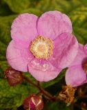 Rubus odoratus