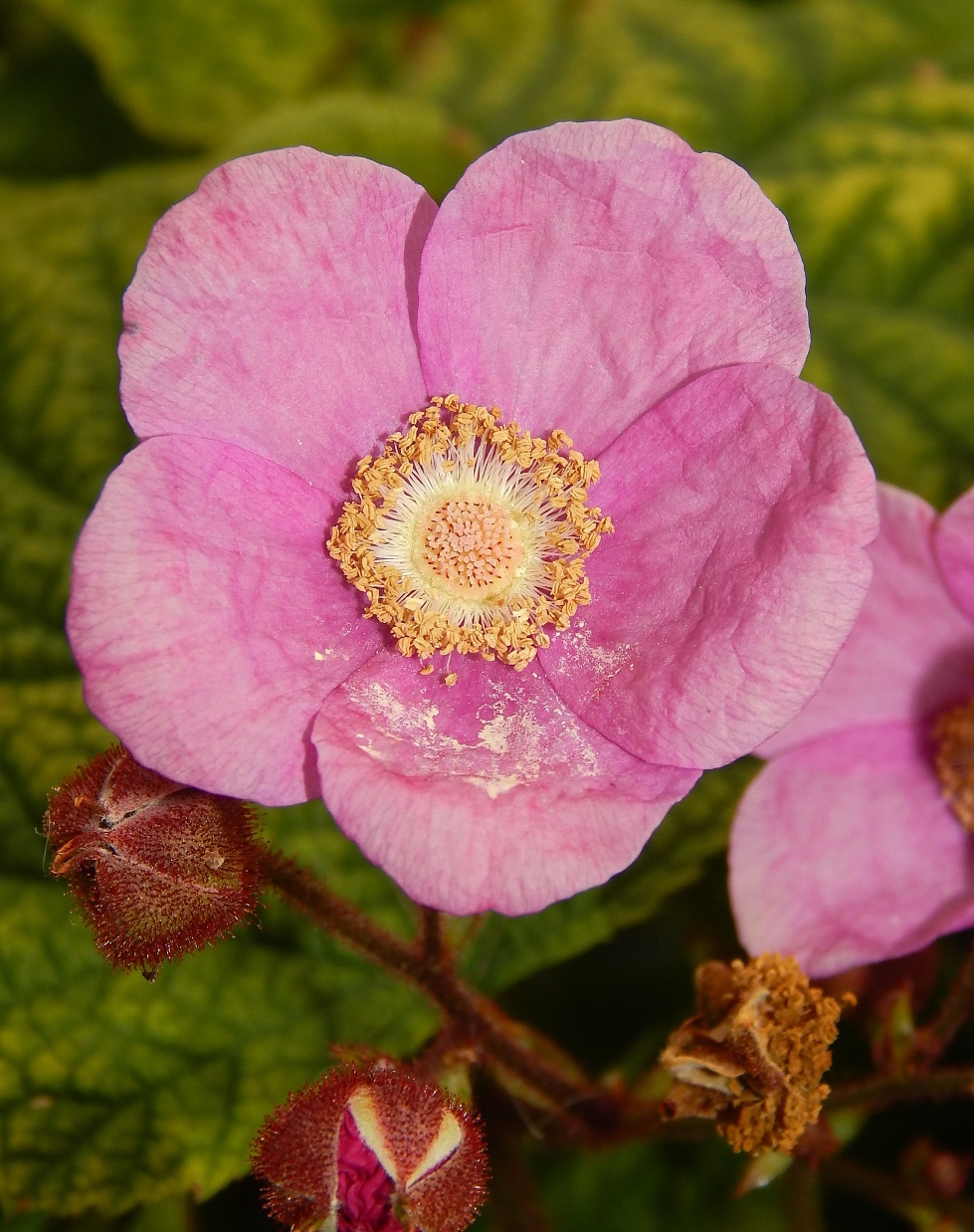 Image of Rubus odoratus specimen.