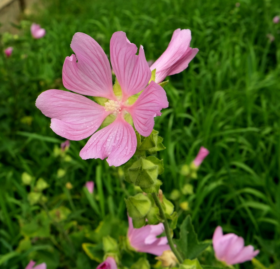 Image of Malva thuringiaca specimen.