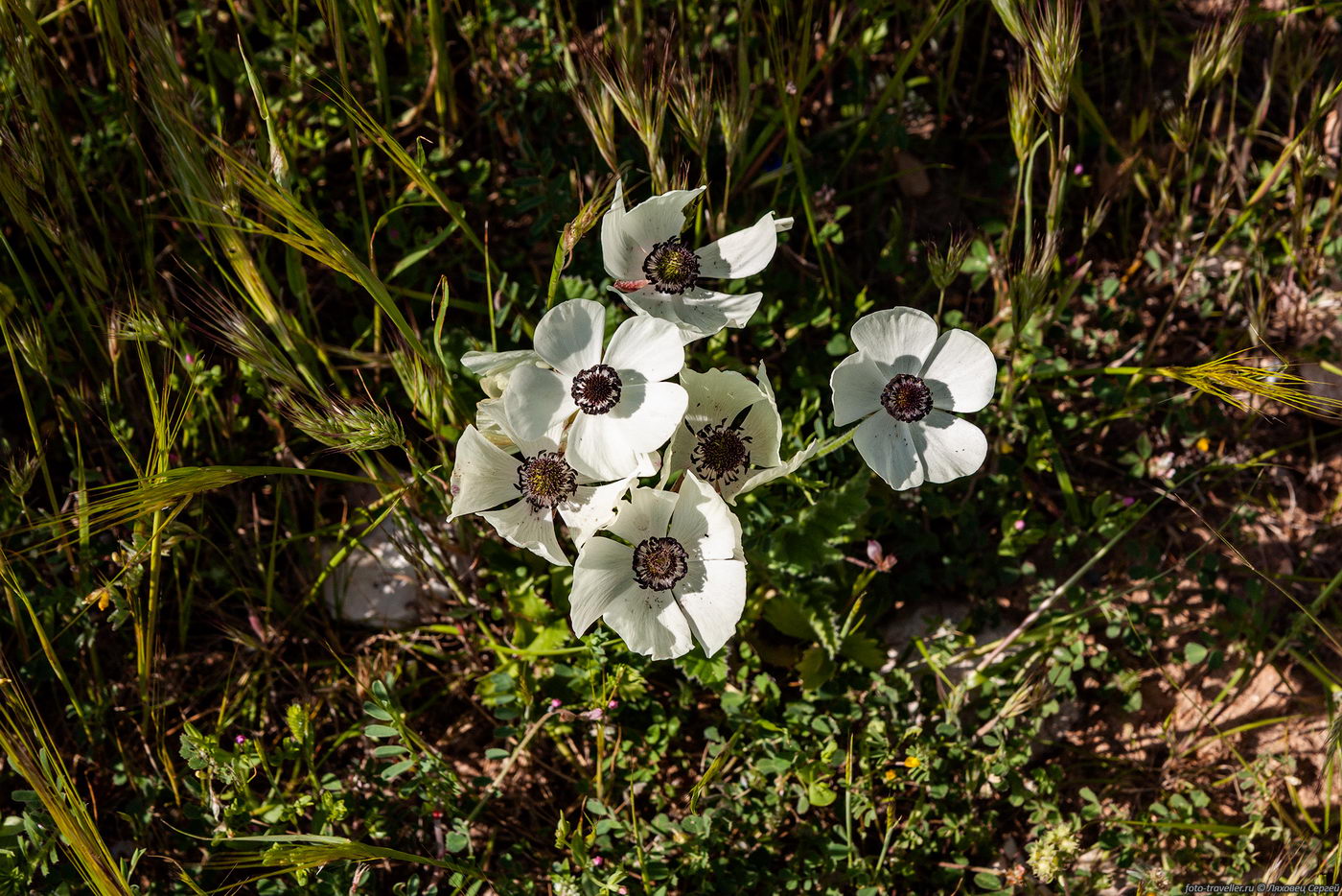 Изображение особи Anemone coronaria.