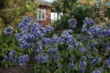 Allium beesianum