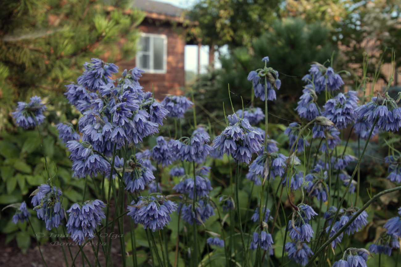 Image of Allium beesianum specimen.