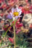 Erigeron compositus. Соцветие. Челябинская обл., г. Челябинск, Ботанический сад ЧелГУ, в культуре. 08.10.2019.