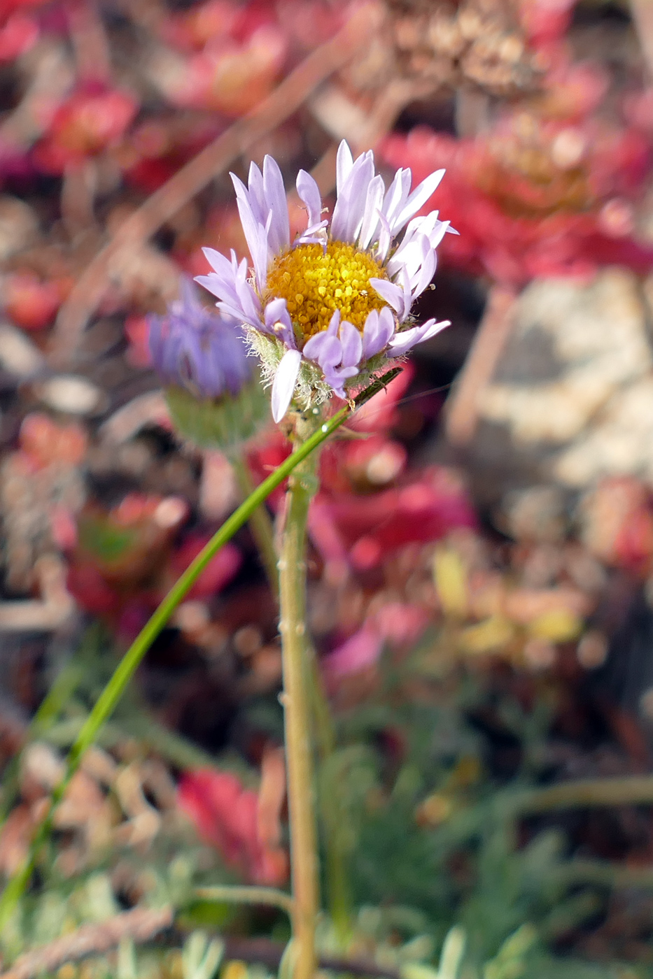 Изображение особи Erigeron compositus.