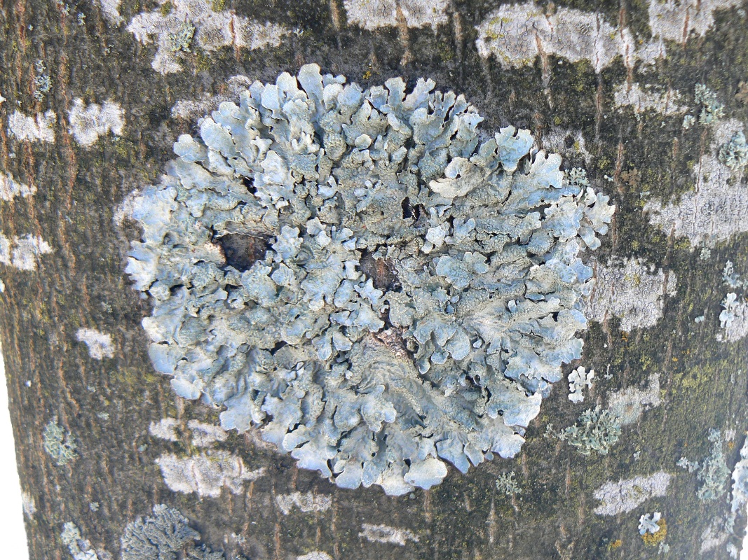 Image of Parmelia sulcata specimen.