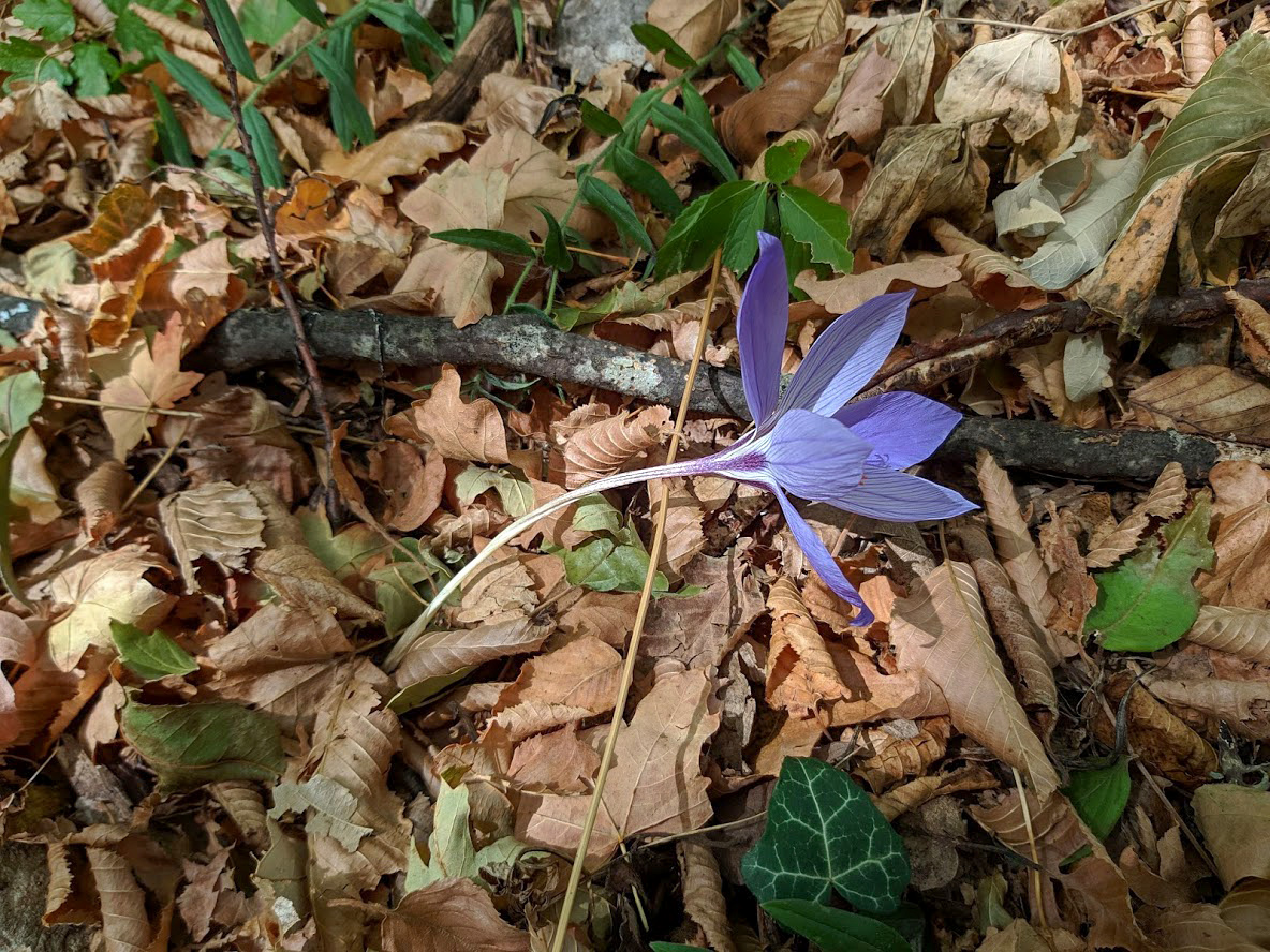 Изображение особи Crocus speciosus.