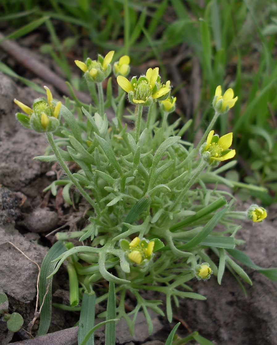 Изображение особи Ceratocephala orthoceras.