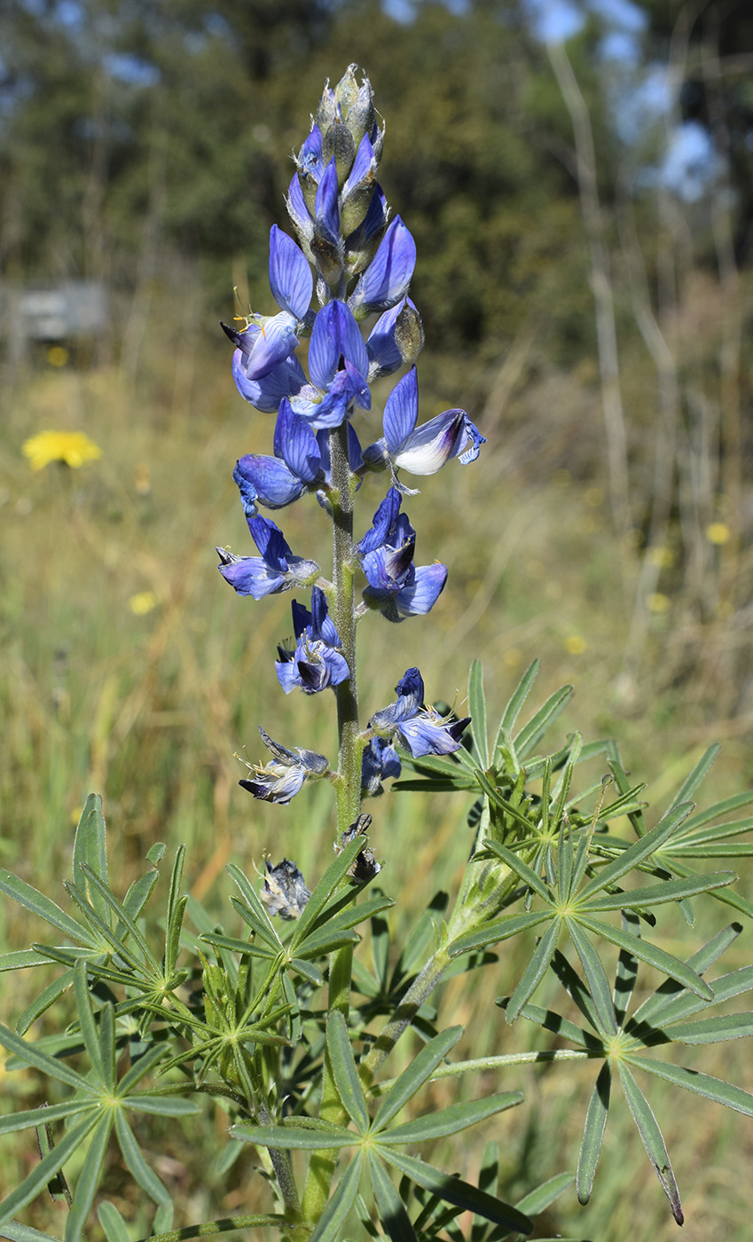 Изображение особи Lupinus angustifolius.