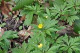 Anemone ranunculoides. Цветущее растение. Республика Адыгея, левый борт долины руч. Сюк, широколиственный лес. 10.04.2019.