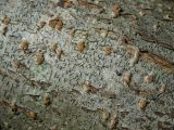 Graphis scripta