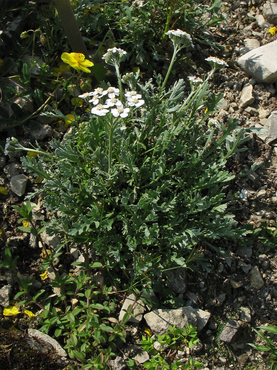 Image of Achillea clavennae specimen.