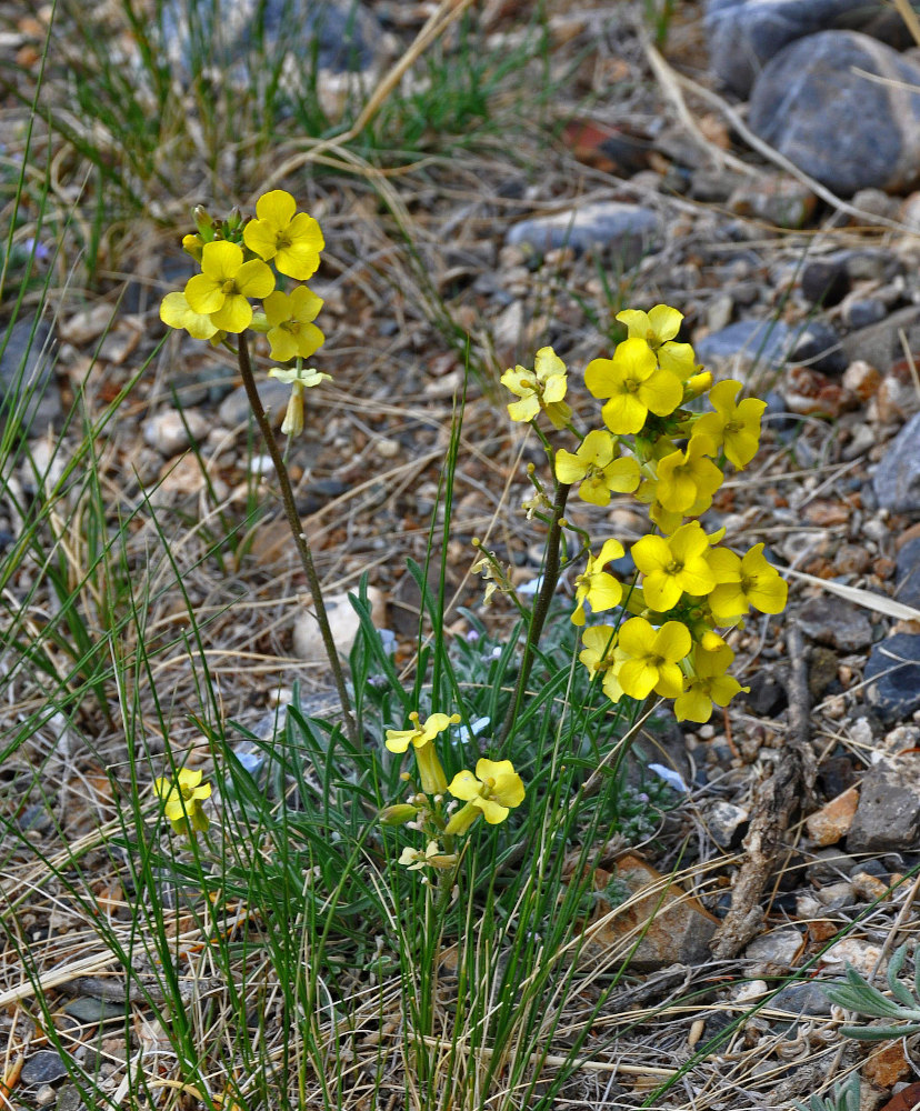 Image of Erysimum flavum specimen.