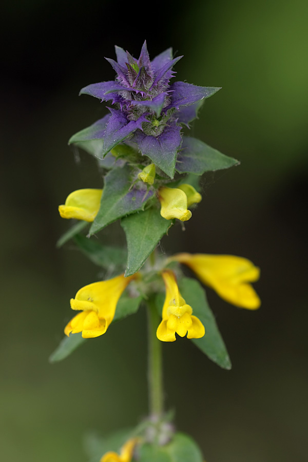 Изображение особи Melampyrum nemorosum.