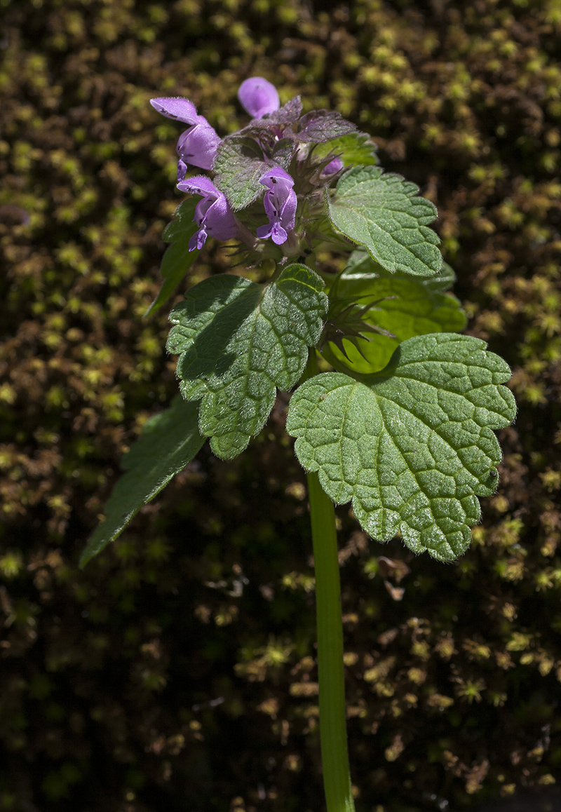 Image of Lamium purpureum specimen.