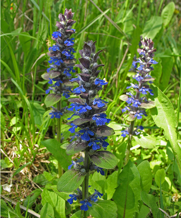 Image of Ajuga reptans specimen.