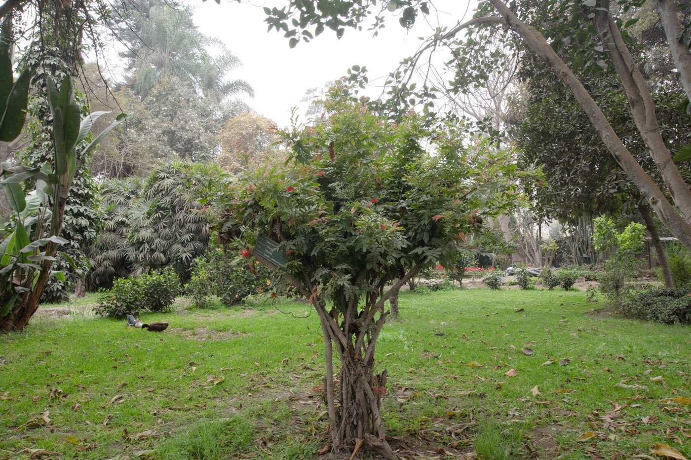 Image of Calliandra trinervia var. carbonaria specimen.