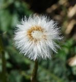 Tussilago farfara