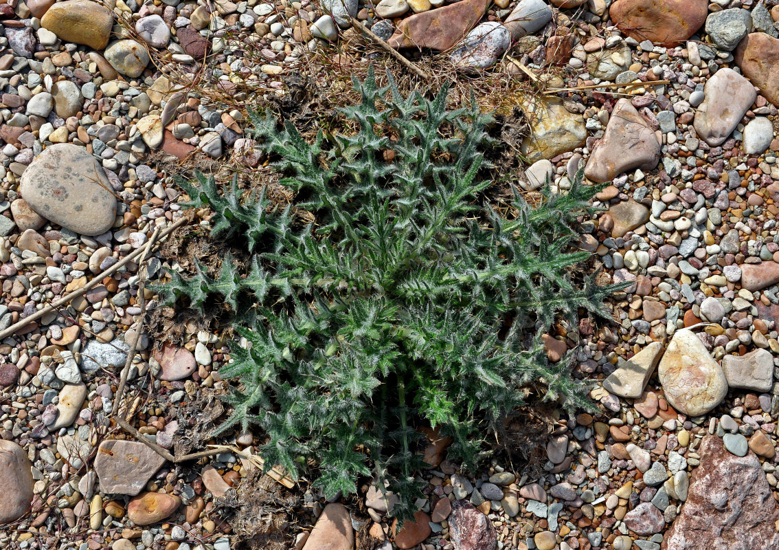 Изображение особи Cirsium vulgare.