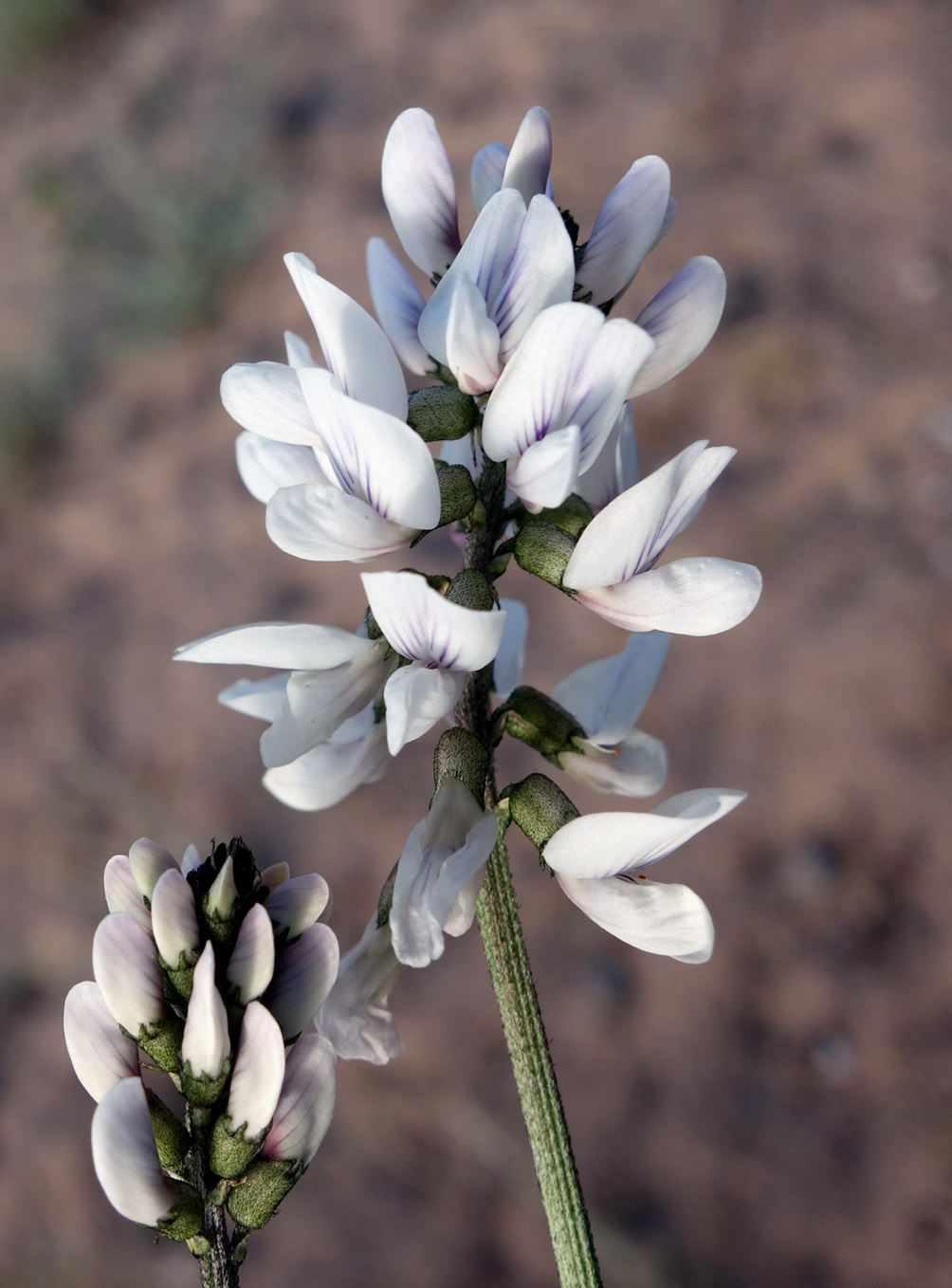 Изображение особи Astragalus pseudomacropterus.