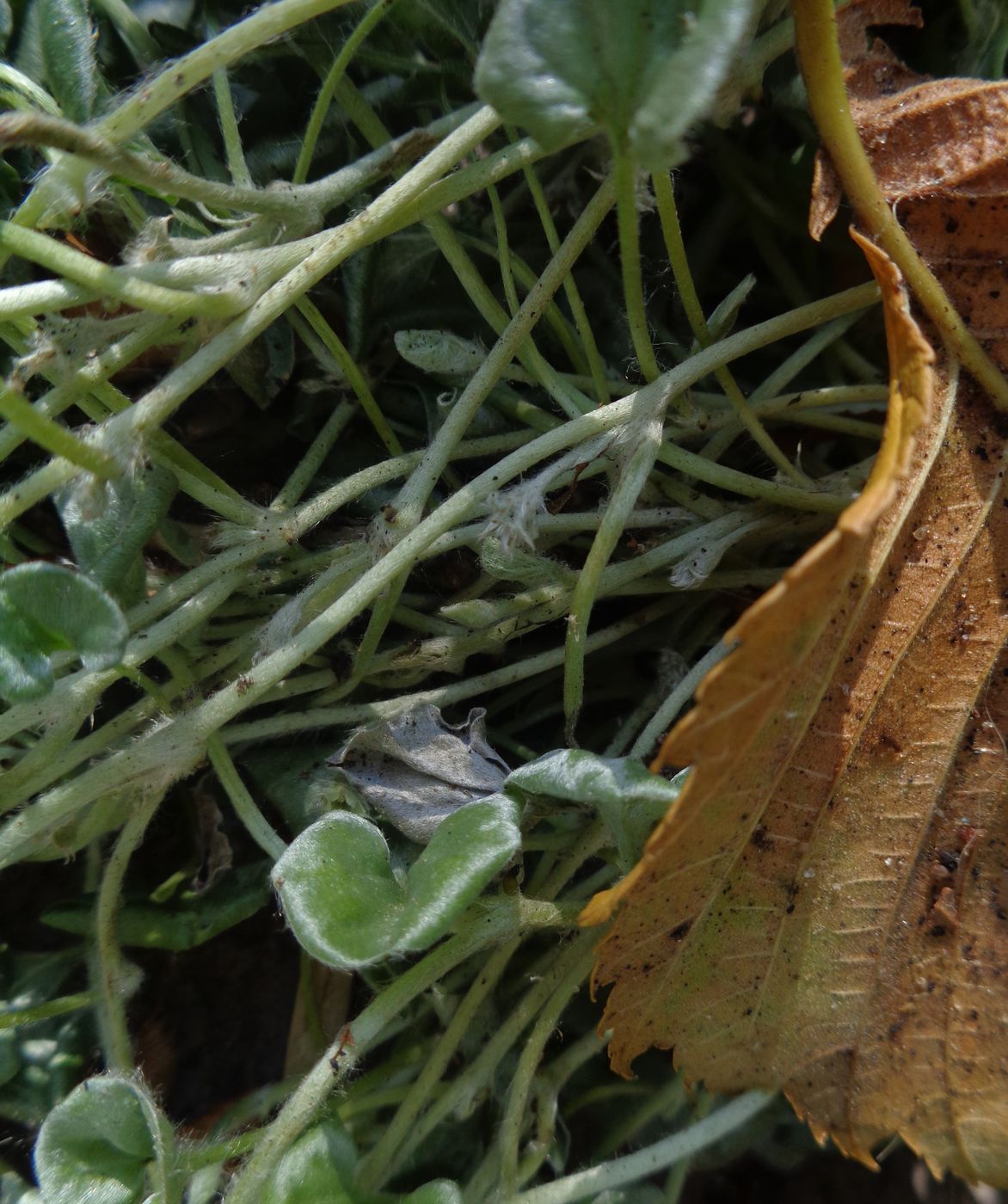 Изображение особи Dichondra argentea.