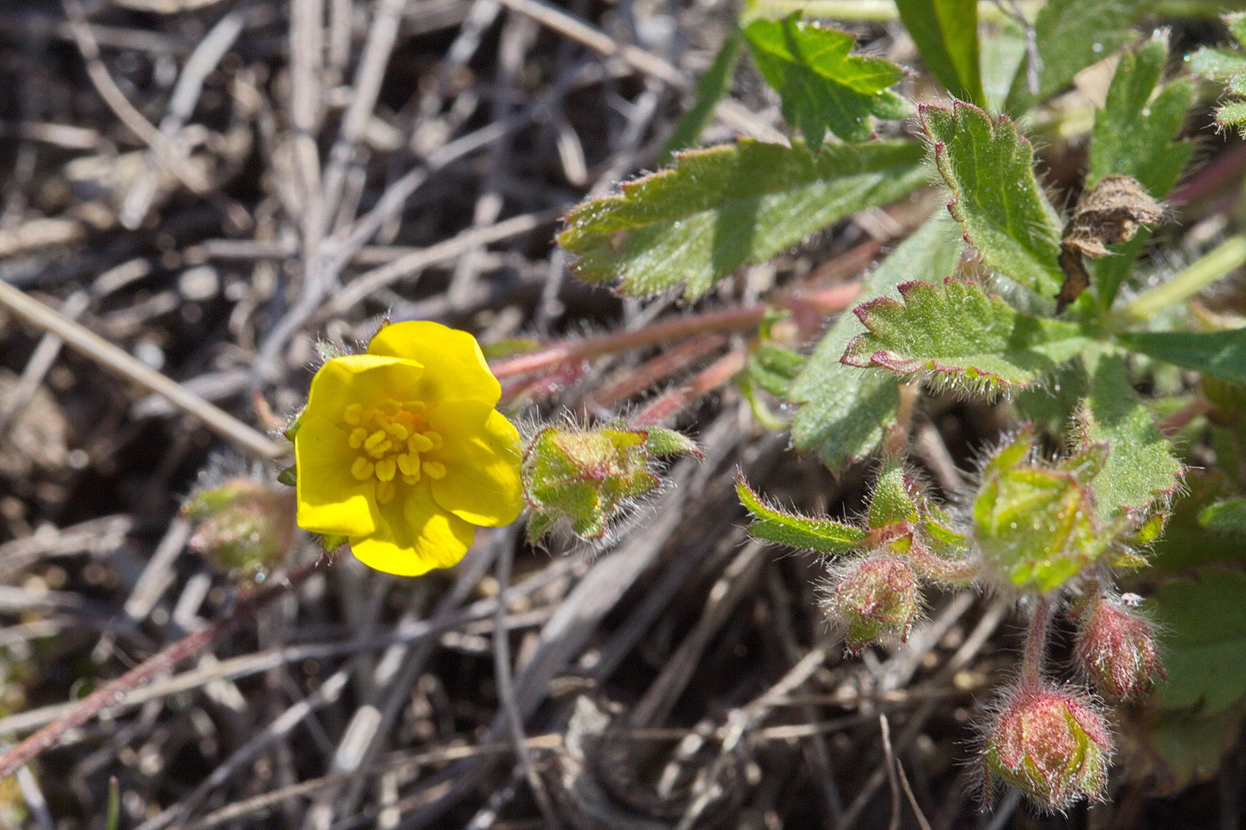 Image of Potentilla humifusa specimen.