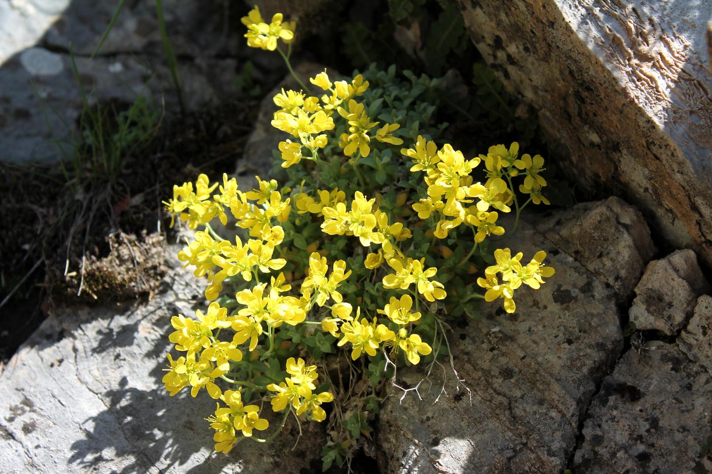 Image of Draba arseniewii specimen.