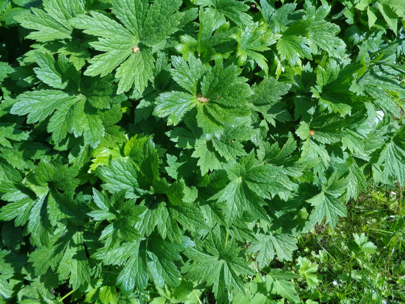 Image of Astrantia major specimen.