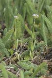 Valerianella coronata