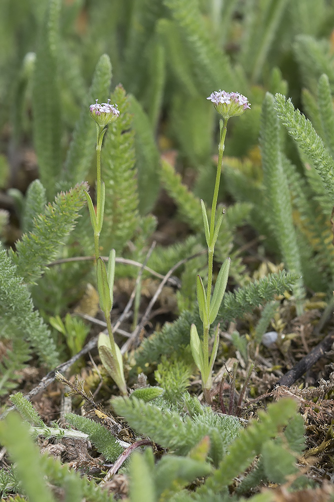 Изображение особи Valerianella coronata.