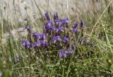 Gentianella caucasea