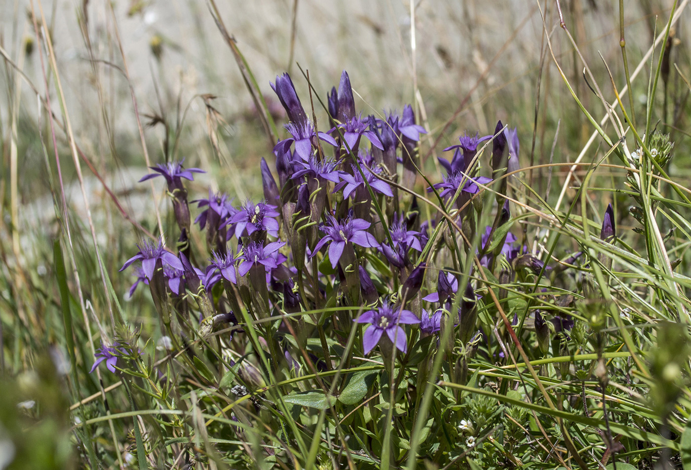 Image of Gentianella caucasea specimen.